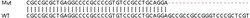 Abcam Human PLCG1 (Phospholipase C gamma 1/PLC-gamma-1) knockout HEK-293T cell line