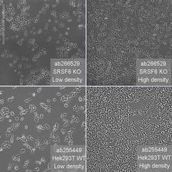 Abcam&nbsp;Human SRSF6 (SR protein repeat) knockout HEK-293T cell line