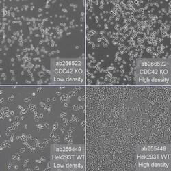 Abcam Human CDC42 knockout HEK-293T cell line