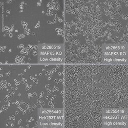 Abcam Human MAPK3 (ERK1) knockout HEK-293T cell line