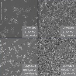 Abcam&nbsp;Human ETFA knockout HEK-293T cell line