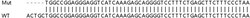 Abcam Human ILKAP knockout HEK-293T cell line