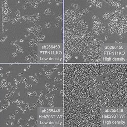 Abcam Human PTPN11 (SHP2) knockout HEK-293T cell line