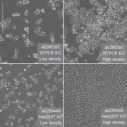 Abcam&nbsp;Human NTPCR (Nucleoside triphosphate phosphohydrolase) knockout HEK-293T cell line