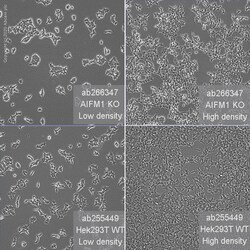 Abcam&nbsp;Human AIFM1 (AIF) knockout HEK-293T cell line