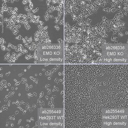 Abcam&nbsp;Human EMD (Emerin) knockout HEK-293T cell line