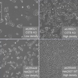 Abcam&nbsp;Human CSTB (Cystatin-B) knockout HEK-293T cell line