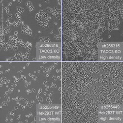 Abcam Human TACC3 knockout HEK-293T cell line