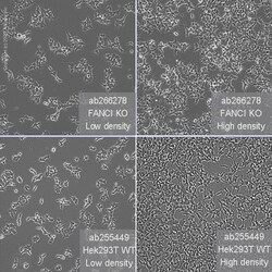 Abcam Human FANCI knockout HEK-293T cell line