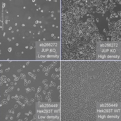 Abcam&nbsp;Human JUP (gamma Catenin) knockout HEK-293T cell line