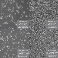 Abcam&nbsp;Human VRK1 knockout HEK-293T cell line