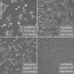 Abcam&nbsp;Human CTSH (Cathepsin H) knockout HEK-293T cell line