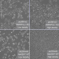 Abcam&nbsp;Human HNRNPUL1 (E1B-AP5) knockout HEK-293T cell line