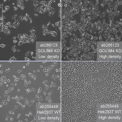 Abcam&nbsp;Human GOLIM4 (GOLPH4/GPP130) knockout HEK-293T cell line