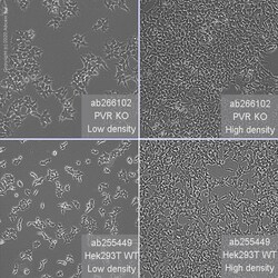 Abcam&nbsp;Human PVR (Poliovirus Receptor) knockout HEK-293T cell line