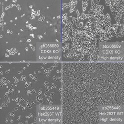 Abcam Human CDK5 knockout HEK-293T cell line
