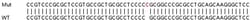 Abcam Human PPIF (Cyclophilin F) knockout HEK-293T cell line