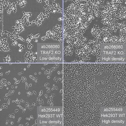 Abcam Human TRAF2 knockout HEK-293T cell line
