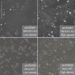 Abcam&nbsp;Human TNFAIP3 knockout HeLa cell line