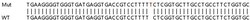 Abcam Human TMUB1 partial knockout HeLa cell line