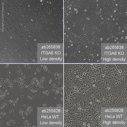 Abcam&nbsp;Human ITGA6 (Integrin alpha 6) knockout HeLa cell line