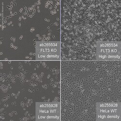 Abcam&nbsp;Human FTL knockout HeLa cell line