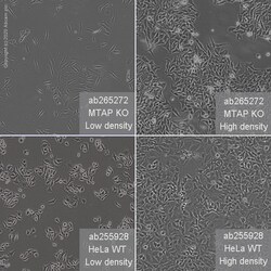 Abcam&nbsp;Human MTAP knockout HeLa cell line