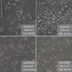 Abcam Human GSN (Gelsolin) knockout HeLa cell line