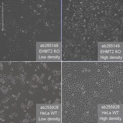 Abcam&nbsp;Human EHMT2 (G9A) knockout HeLa cell line