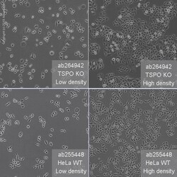 Abcam&nbsp;Human TSPO (PBR) knockout HeLa cell line