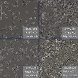 Abcam Human ATF3 knockout HeLa cell line