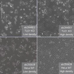 Abcam Human TLE1 knockout HeLa cell line