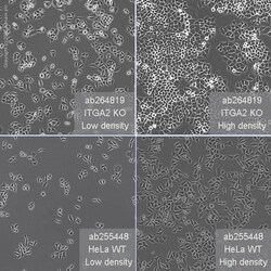 Abcam&nbsp;Human ITGA2 (CD49b) knockout HeLa cell line