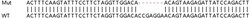 Abcam Human ANXA3 (Annexin A3) knockout HeLa cell line