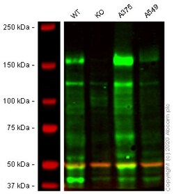 Abcam Human IRS2 knockout HEK-293 cell lysate.