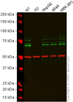Abcam&nbsp;Human FXR1 knockout HeLa cell lysate.