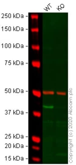Abcam&nbsp;Human ACTA2 knockout HeLa cell lysate.