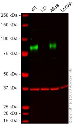 Abcam&nbsp;Human CD44 knockout HeLa cell lysate.