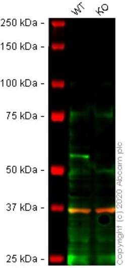 Abcam&nbsp;Human BECN1 (Beclin 1) knockout HeLa cell lysate.