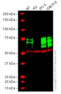 Abcam&nbsp;Human PICALM knockout U-2 OS cell lysate.