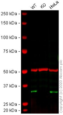 Abcam&nbsp;Human FHL2 knockout U-2 OS cell lysate.