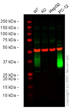 Abcam&nbsp;Human THY1 (CD90) knockout U-2 OS cell lysate.