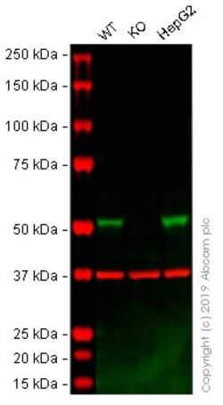 Abcam Human DHCR24 knockout A-431 cell lysate.