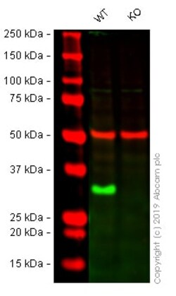 Abcam&nbsp;Human H1F0 knockout A-431 cell lysate.