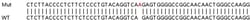 Abcam Human TUBB3 (beta III Tubulin) knockout HeLa cell lysate.