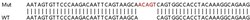 Abcam Human CDH2 (N Cadherin) knockout HEK-293T cell lysate.