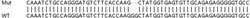 Abcam Human VDAC1 (Porin) knockout HEK-293T cell lysate.