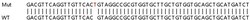 Abcam Human SOD2 (MnSOD) knockout HEK-293T cell lysate.