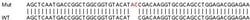 Abcam Human LMNB1 (Lamin B1) knockout HeLa cell lysate.