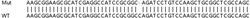 Abcam&nbsp;Human TGFB1 (TGF beta 1) knockout HeLa cell lysate.
